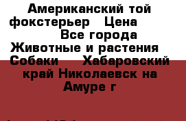 Американский той фокстерьер › Цена ­ 25 000 - Все города Животные и растения » Собаки   . Хабаровский край,Николаевск-на-Амуре г.
